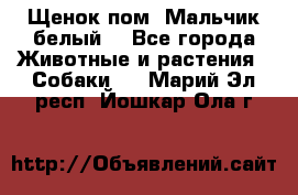 Щенок пом. Мальчик белый  - Все города Животные и растения » Собаки   . Марий Эл респ.,Йошкар-Ола г.